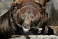 _MG_9670 alaskan brown bear.jpg