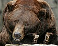 _MG_9680 grizzly bear.jpg