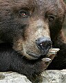 _MG_9729 alaskan brown bear.jpg