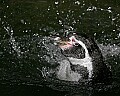 _MG_9784 humboldt penguin.jpg