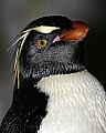 _MG_9827 Rockhopper Penguin.jpg