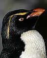 _MG_9828 rockhopper penguin.jpg