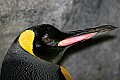 _MG_9840 king penguin.jpg