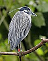 _MG_9872 yellow crowned night heron.jpg