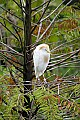 _MG_9915 cattle egret-breeding plummage.jpg