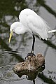 _MG_9931white heron.jpg