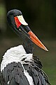 _MG_9949 saddle-billed stork.jpg