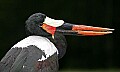 _MG_9983 saddle-billed stork.jpg