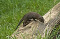 DSC_0917 dwarf mongoose.jpg