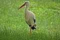 DSC_9278 stork bird.jpg