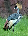 DSC_9291 West African Crowned Crane.jpg