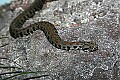 st louis zoo 009 armenian viper.jpg