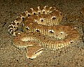 st louis zoo 011 leaf-nosed viper.jpg