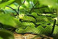 st louis zoo 017 Yellow-blotched palm-pitviper.jpg