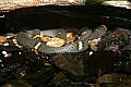 st louis zoo 018 fea's viper.jpg