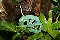 st louis zoo 021 sdie-striped palm-pitviper.jpg