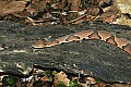 st louis zoo 029 copperhead.jpg