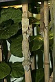 st louis zoo 045 giant leaf-tailed geckos.jpg