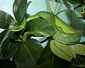 st louis zoo 049 vietnamese long-nosed snake.jpg