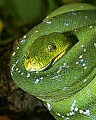 st louis zoo 071 green tree boa.jpg