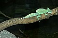 st louis zoo 087 green basilisk.jpg