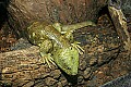 st louis zoo 096 solomon island prehensile-tailed skink.jpg