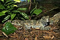 st louis zoo 099 tuatara.jpg