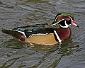 st louis zoo 1006 male wood duck.jpg