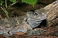 st louis zoo 101 tuatara.jpg