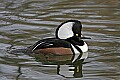 st louis zoo 1020 male duck.jpg