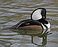 st louis zoo 1022 male duck.jpg