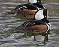 st louis zoo 1026 male duck.jpg