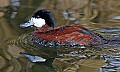 st louis zoo 1098 ruddy duck.jpg