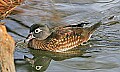 st louis zoo 1117 female wood duck.jpg