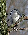 st louis zoo 1119 black-crowned night heron.jpg