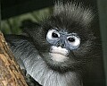 st louis zoo 115 dusky leaf monkey.jpg