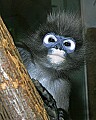 st louis zoo 116 dusky leaf monkey.jpg