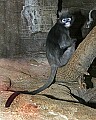 st louis zoo 119 dusky leaf monkey.jpg