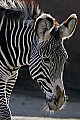 st louis zoo 1213 zebra.jpg