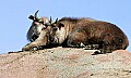 st louis zoo 1220 two takin sleeping on rock.jpg