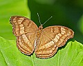 st louis zoo 1227 chocolate pansy.jpg