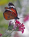 st louis zoo 1251 viceroy.jpg