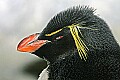 st louis zoo 1314 rockhopper penguin.jpg