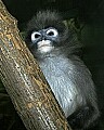 st louis zoo 132 dusky leaf monkey.jpg