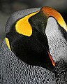 st louis zoo 1328 king penguin.jpg