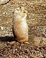 st louis zoo 1341 black-tailed gopher.jpg