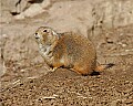 st louis zoo 1350 black-tailed gopher.jpg