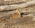 st louis zoo 1358 black-tailed gopher.jpg