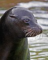 st louis zoo 1400 seal portrait.jpg