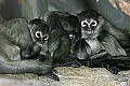 st louis zoo 143 black-handed spider monkey.jpg